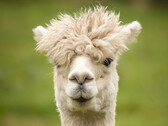 Ähnelt einem Lama, so wie ALPACA dem LLAMA (Lyman-alpha measurement apparatus). (Bild: pixabay/wagrati_photo)