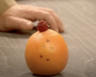 Was sucht die Beere auf einer Orange? Das erklärt sich nur im Englischen. (Bild: BBC)