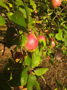 Aufnahme der Hauptkamera