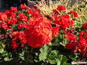 Nahaufnahme einer Blume