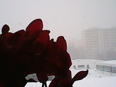 Frontkamera: 0,3 MP