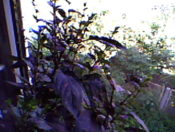 Webcam Aufnahme 1
