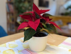 Bokeh-Effekt Google Pixel 7 Pro