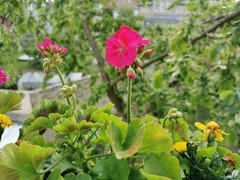 Huawei P30 | Foto-Modus