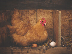 Was kommt zuerst: Falschinformation oder falsche Belege dafür? (Bildquelle: pixabay/Pexels)