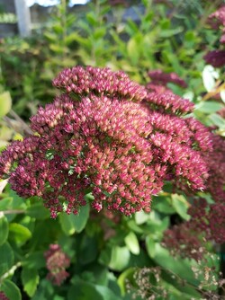 Aufnahme mit der Hauptkamera