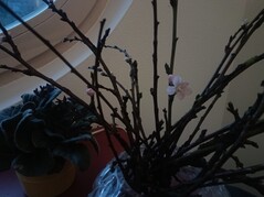 Aufnahme Vale V12X Hauptkamera