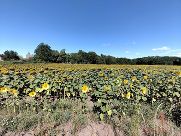 Sonnenblumenfeld Weitwinkelkamera