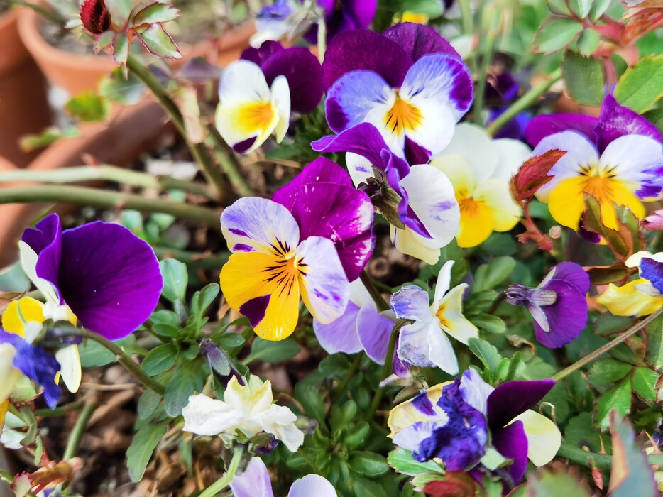 Aufnahme Standardobjektiv