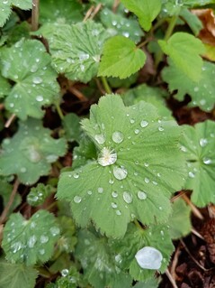 Aufnahme mit der Hauptkamera