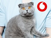 Einen Internet-, Telefon- und Fernsehvertrag wollte der Kater der Frau mit Sicherheit nicht abschließen (Bild: Andrew Umansky, Vodafone, bearbeitet)