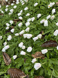 Aufnahme mit der Hauptkamera