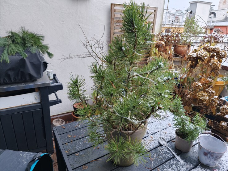 Aufnahme einer Pflanze mit dem Oppo Find X9.