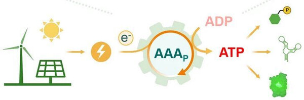 © MPI für terrestrische Mikrobiologie/Tobias Erb: AAA-Zyklus.