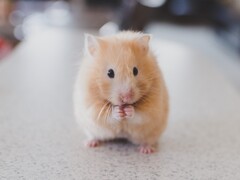 Ein Hamster, wie dieser Artgenosse von Mister Goxx, kann unter bestimmten Umständen offenbar bessere Investitionsentscheidungen treffen als Menschen (Bild: Ricky Kharawala)