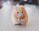 Ein Hamster, wie dieser Artgenosse von Mister Goxx, kann unter bestimmten Umständen offenbar bessere Investitionsentscheidungen treffen als Menschen (Bild: Ricky Kharawala)