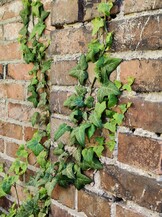 OnePlus 7 Pro | 2x-Zoom-Modus