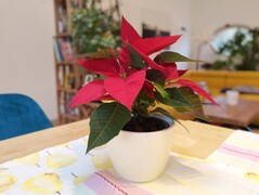 Bokeh-Effekt Honor Magic4 Pro