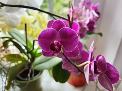 Foto-Modus des Xiaomi 12S Ultra