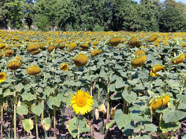 Sonnenblumenfeld 24 mm Kamera