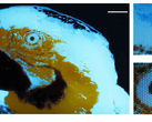 Ein winziges, mehrfarbiges Fluoreszenzbild eines Aras mit 250 × 350 Pixeln, das mittels Fotolithografie hergestellt wurde