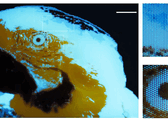 Ein winziges, mehrfarbiges Fluoreszenzbild eines Aras mit 250 × 350 Pixeln, das mittels Fotolithografie hergestellt wurde