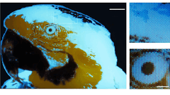 Ein winziges, mehrfarbiges Fluoreszenzbild eines Aras mit 250 × 350 Pixeln, das mittels Fotolithografie hergestellt wurde