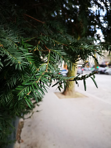 Das P20 Pro mit KI-Algorithmen macht eine nachträgliche Verschönerung unnötig. (Bild: The Verge)