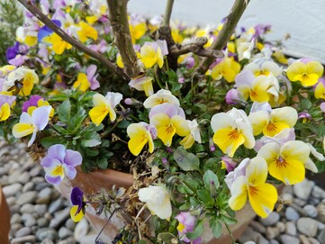 Aufnahme OnePlus 8 Pro