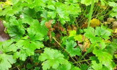 Aufnahme mit der Hauptkamera