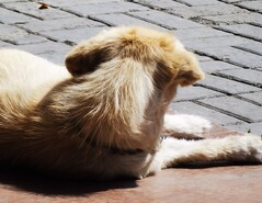 Ein angeblicher 10-fach-Zoom-Shot des Huawei P40 Pro oder P40 Pro Plus soll die Qualität der neuen Huawei-Kamera demonstrieren.