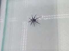 HydroBuckler in Aktion (Bildquelle: Forschende der Universität von Virginia)