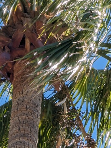 Google Pixel 8 Pro 30x Zoom