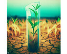 Giftige Platterbse als globale Klimakrisen-Nahrung: Gentechnik soll toxische Samen eliminieren