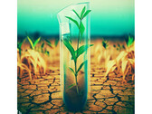 Giftige Platterbse als globale Klimakrisen-Nahrung: Gentechnik soll toxische Samen eliminieren