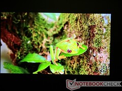 Die hellen Farben sind lebendig und weisen eine gute Sättigung auf, ohne übermäßig aufdringlich zu wirken