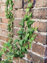 Xiaomi Mi 9 | 2x-Zoom-Modus