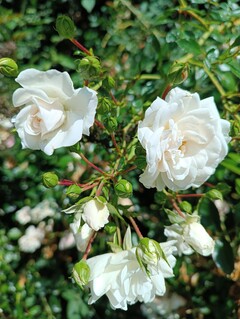 Aufnahme mit der Hauptkamera