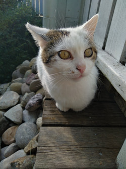 HDR-Aufnahme mit der Hauptkamera