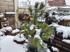 Motorola Signature : Schärfe