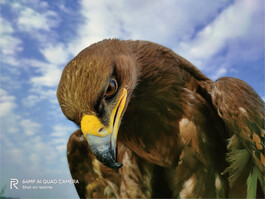 Realme X2: "Falkenauge"-Smartphone überrascht mit 64-MP-Quadkamera