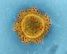 Falschinformationen rund um den Coronavirus entwickeln sich zu einem ernsthaften Problem. (Bild: CDC)