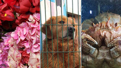 Erhält das Xiaomi Mi 9 eine Super-Cam?