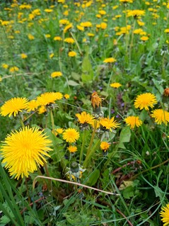 Aufnahme mit der Hauptkamera
