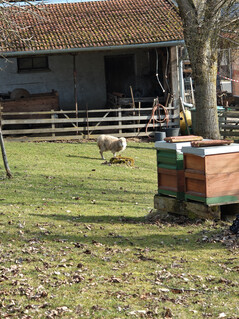 Aufnahme mit der Hauptkamera (6-facher Zoom)