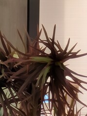 100-facher Pro Res Zoom