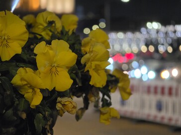 Ein 5x Telefoto-Shot mit dem Galaxy S26 Ultra.