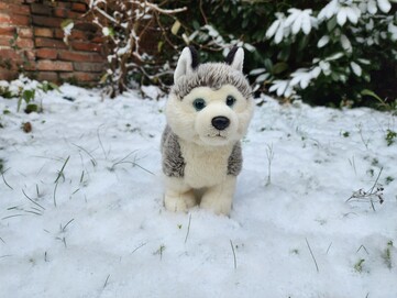 Samsung Galaxy S22 Ultra | Foto-Modus