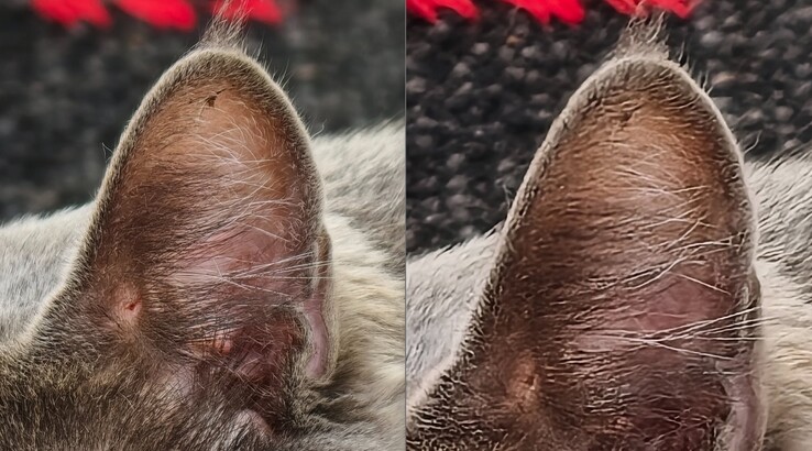 Der Vergleich macht hier sicher: Links mit Telekonverter bei 400mm rechts ohne.