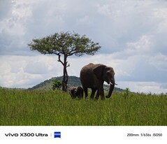 Vivo X300 Ultra auf Safari: 200mm Tele